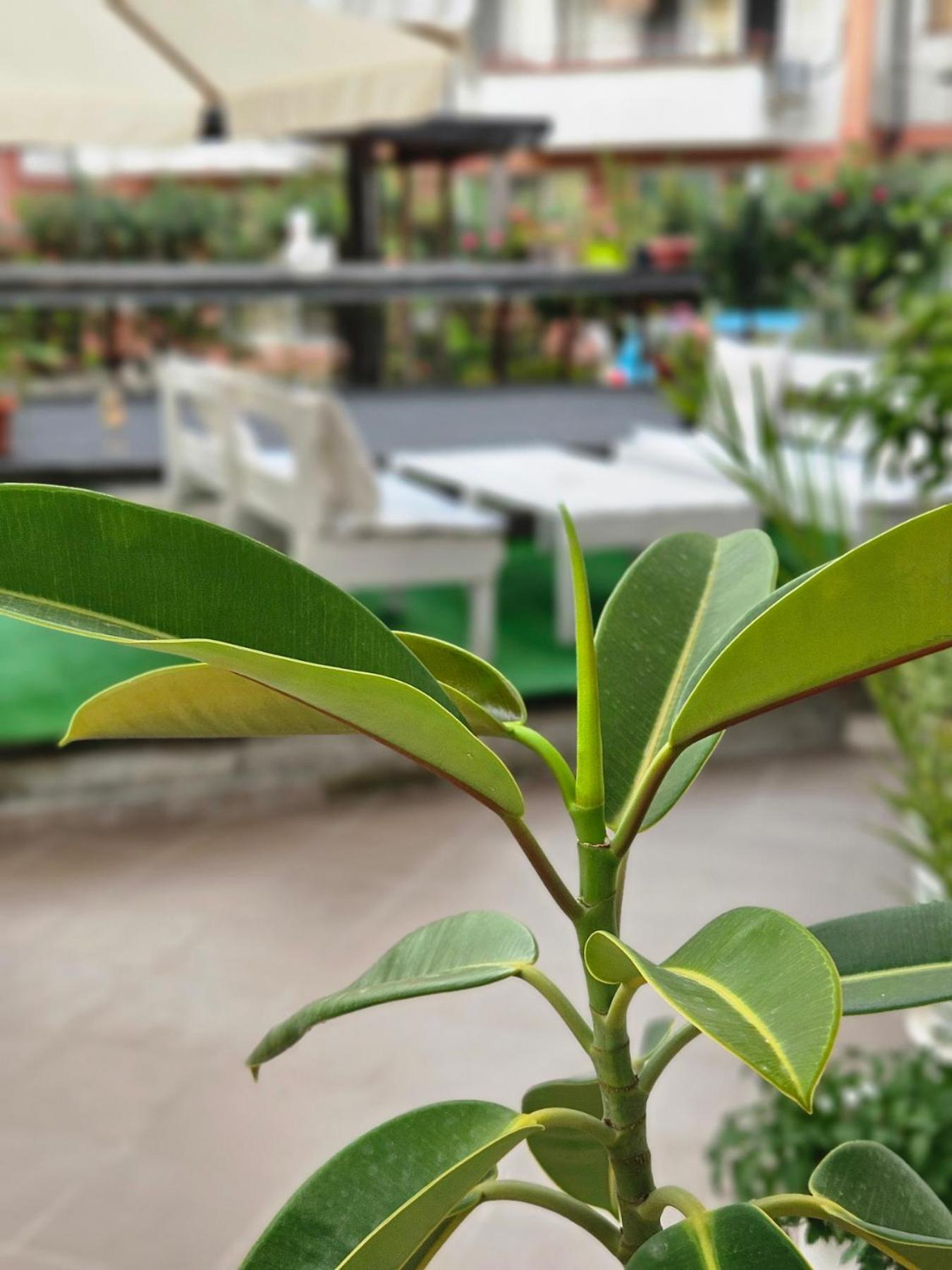 Guest House Petrovi Ravda Luaran gambar